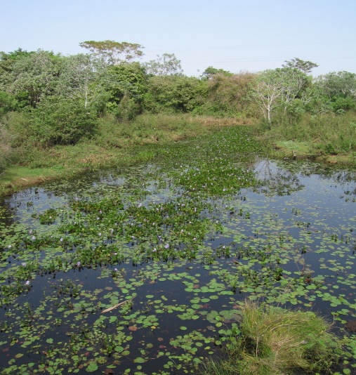 pantanal.jpg
