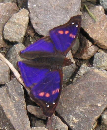 purplebutt.jpg