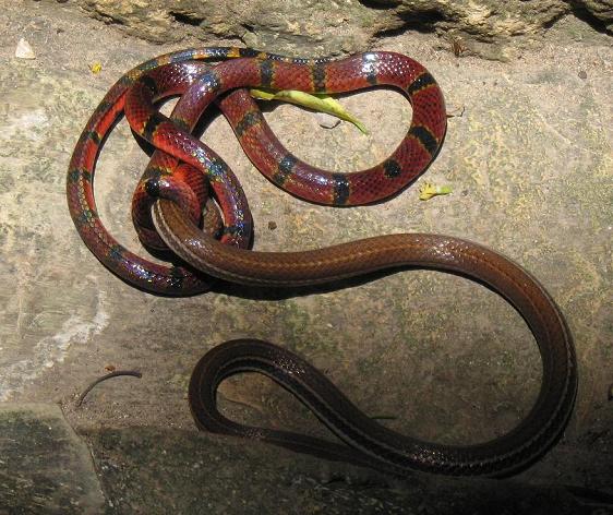 palenque_snakes.jpg