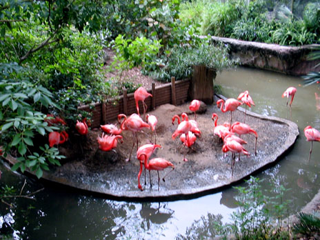 Flamingos.jpg