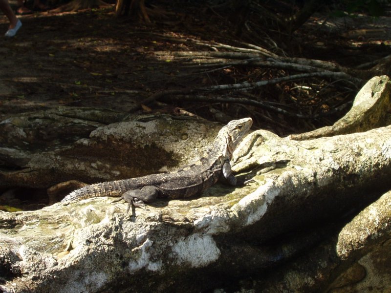 iguana.jpg
