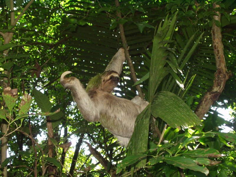 sloth.jpg
