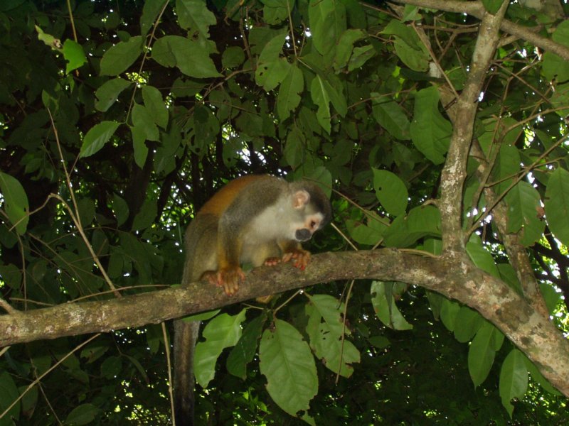 squirrel.jpg