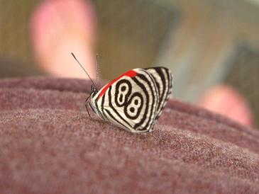 This butterfly wears my initials!