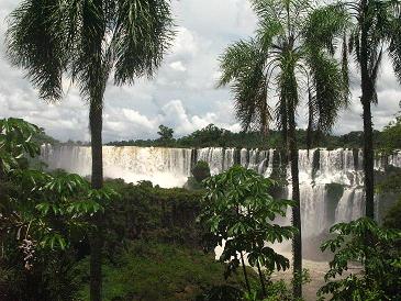 Iguazu through the palm trees.