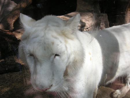 WhiteTiger2.jpg