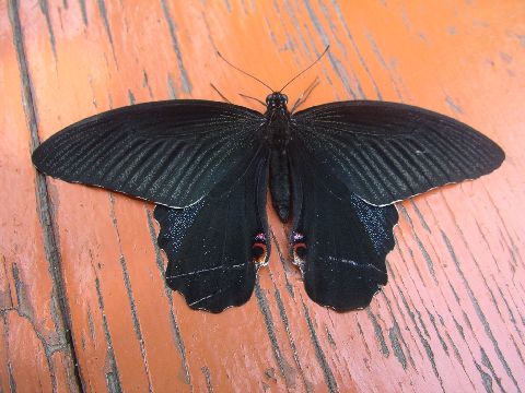 Flutterby