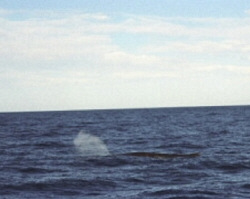 Captain Ahab could not be reached for comment, Kaikoura 9/27