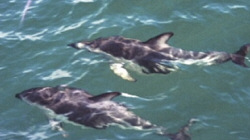 Two Dusky Dolphins swimming alongside, Kaikoura 9/27