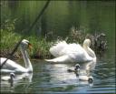 The Greenbelt Swans