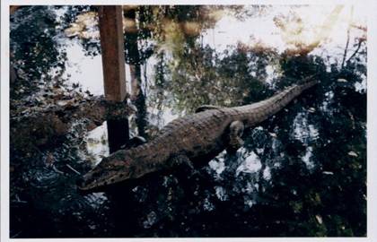 croc.jpg