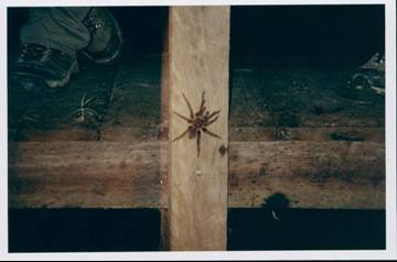 spider.jpg