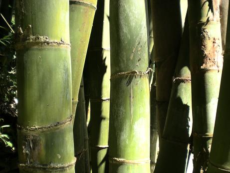 Bamboo.JPG