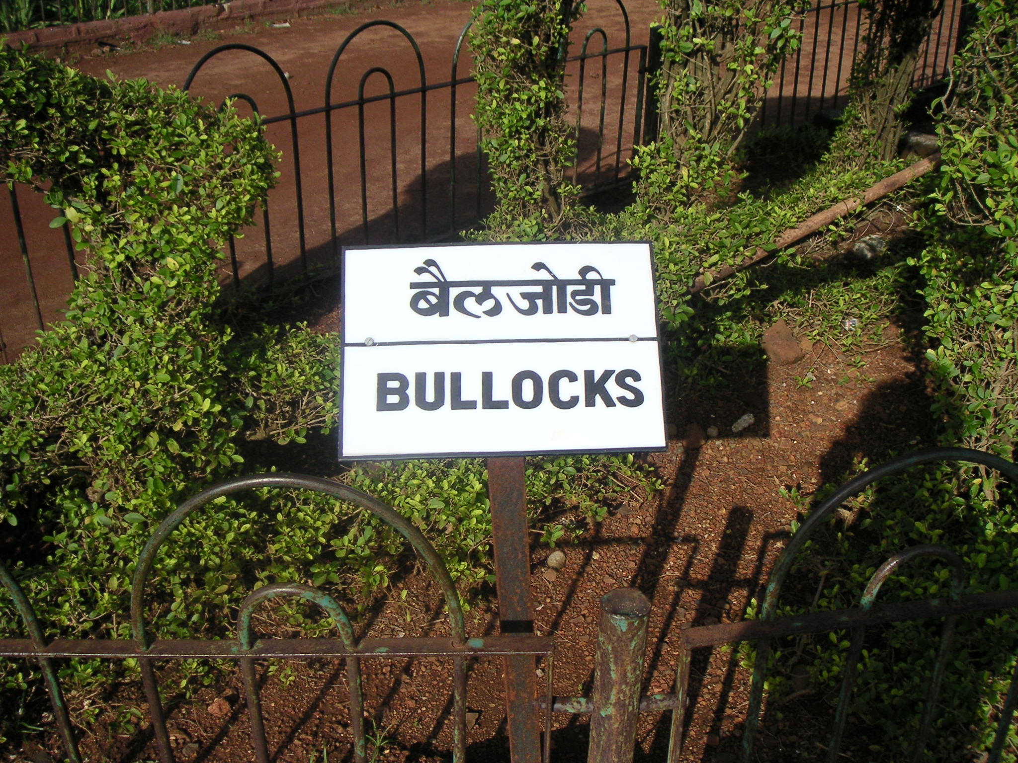 Bullocks in Hanging Gardens