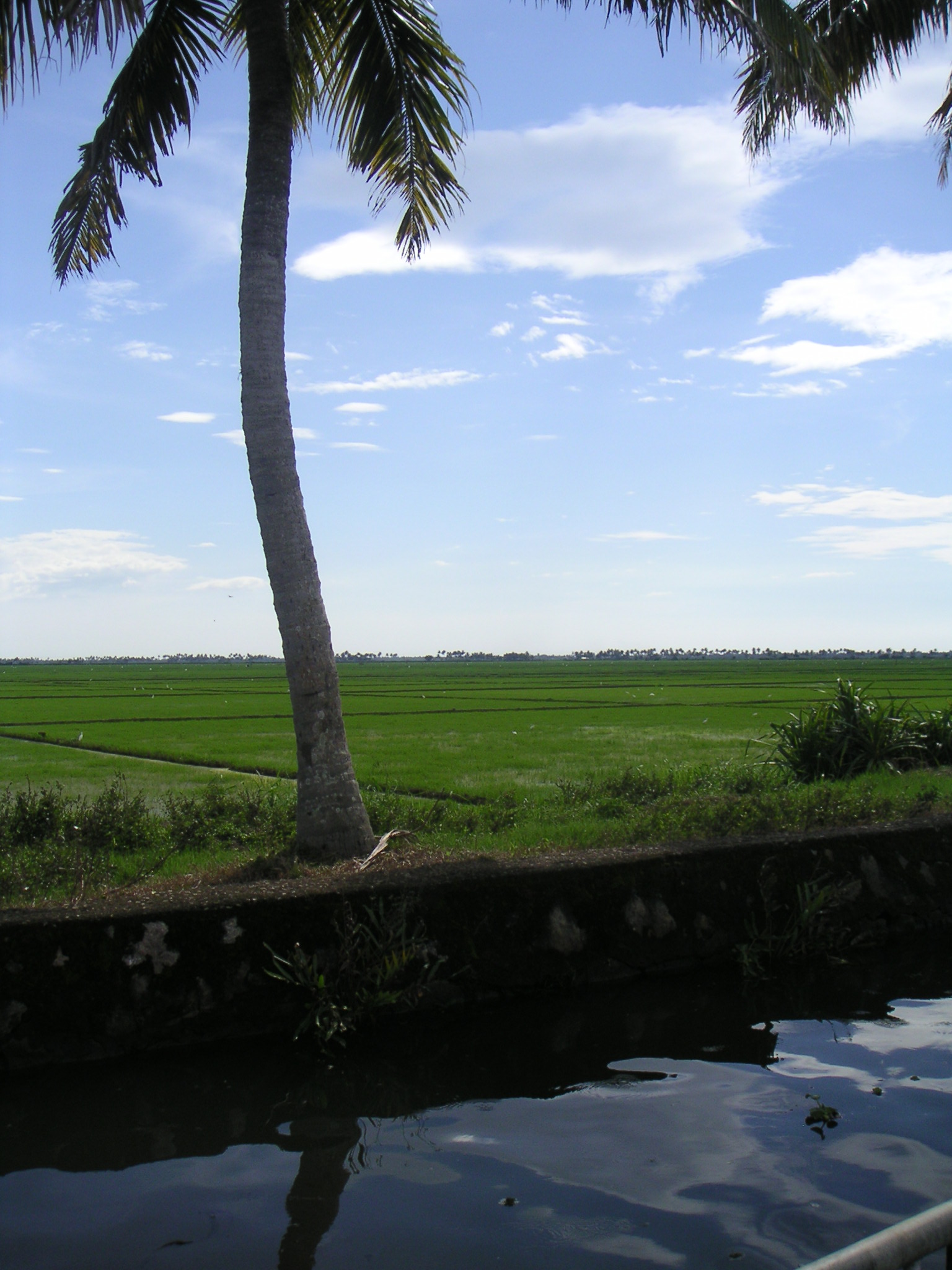 Palm tree and rice paddy