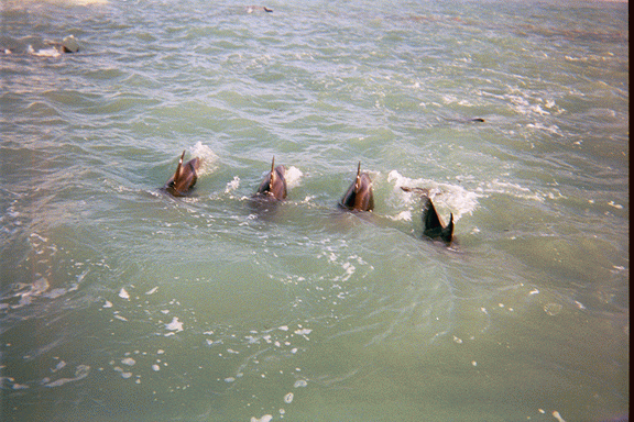 A00091.gif