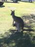 Kangaroo