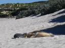 SeaLions