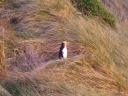 Yellow eyed penguin