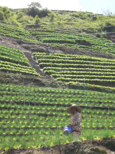 Cameron Highlands