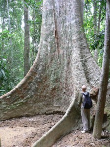 Taman Negara