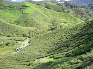 Cameron Highlands