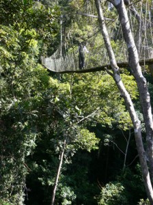 Canopy walk