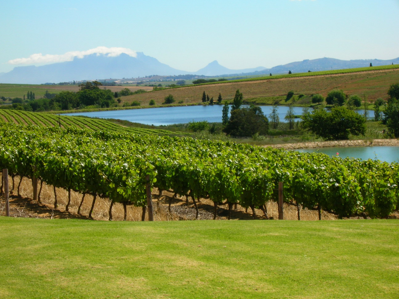 Stellenbosch2.jpg
