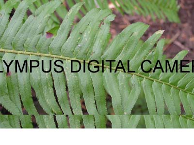 jill crazy nurse 002