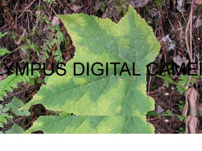 jill crazy nurse 003