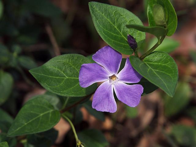 Picture of a vinca flower