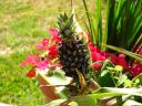 Dulcie's Pineapple on our porch in Bermuda