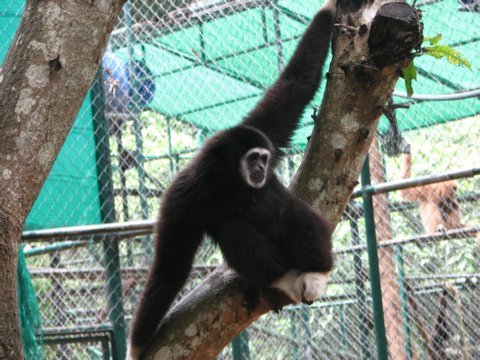 Do, do, do the Funky Gibbon