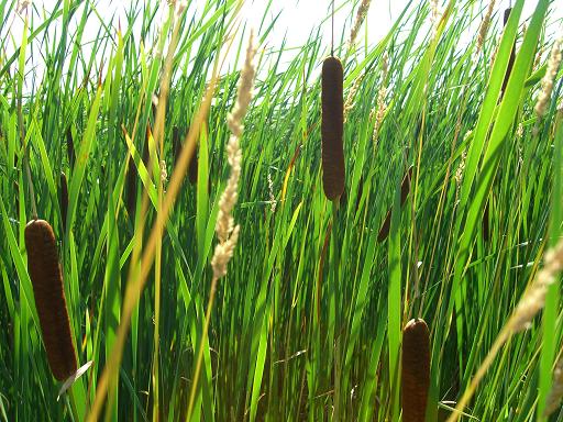 cattails