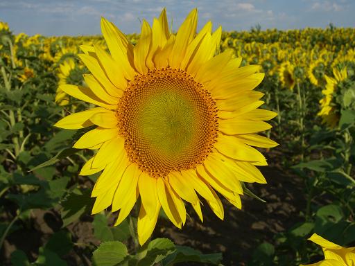 sunflower