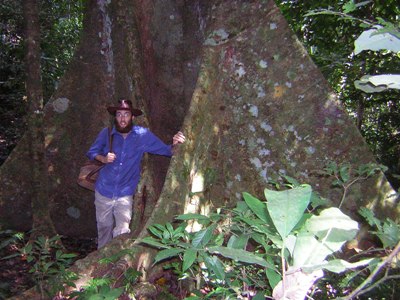 Jungle Trees