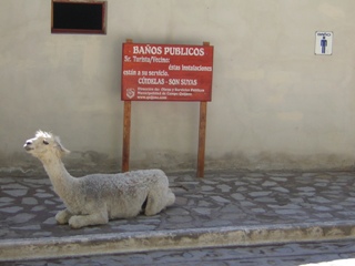 Pepito