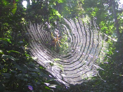 Spider