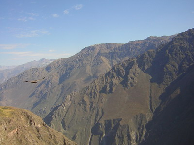 Condor