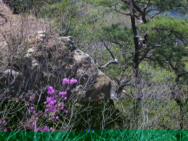 Flowers near Peak 960, Weoraksan