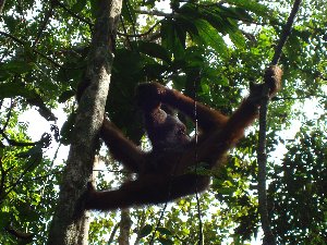 Orang Utan