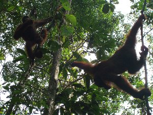 Orang Utan 2