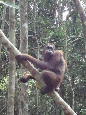 Orang Utan 3