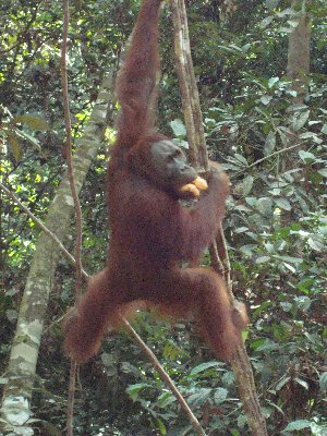 Orang Utan 4