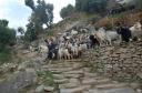 Tibetan Sheeps
