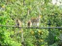jungle-monkeys-tioman-island.jpg