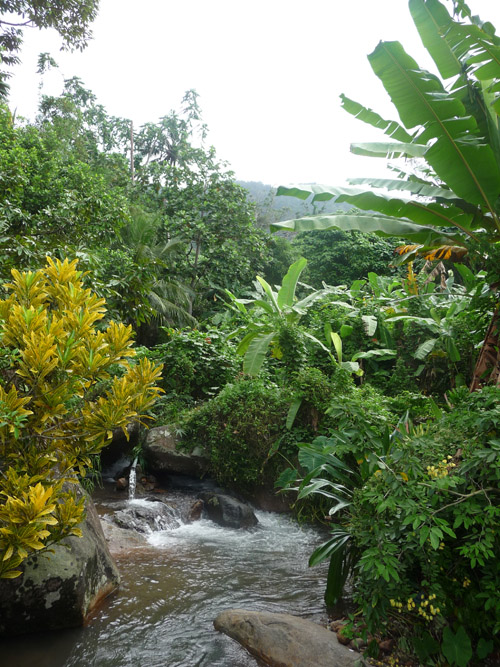 jungle-stream-tioman-island.jpg