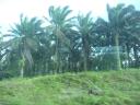 palm-grove-palm-oil-cultivation.jpg
