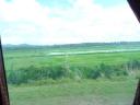 rice-fields.jpg