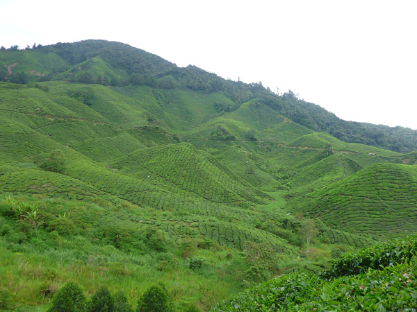 tea-plantation-2.jpg